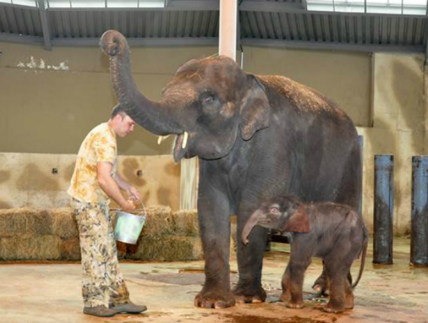 Знаменитую девочку-слоненка из ростовского зоопарка назвали интересным именем из 5 букв