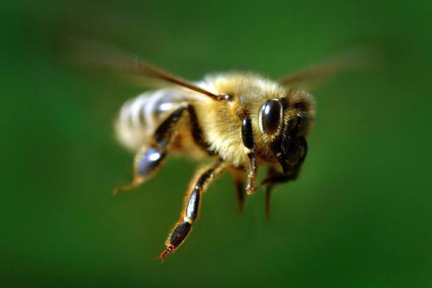В Ростовской области пчелы массово отравились агрохимикатами и пестицидами