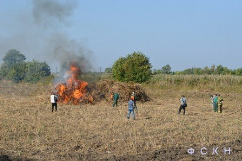 В Ростовской области уничтожили почти две тонны конопли