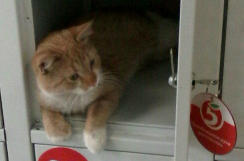 Рыжий кот в секретном месте супермаркета восхитил жителей Ростова
