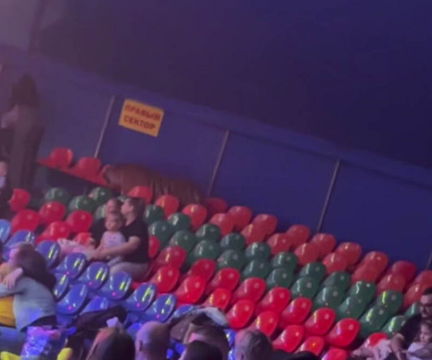 Тигр перепрыгнул в сторону зрителей во время представления в цирке на Нагибина