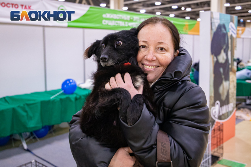 Хозяев для собак и кошек из приютов будут искать на фестивале «Дай Лапу» в Ростове
