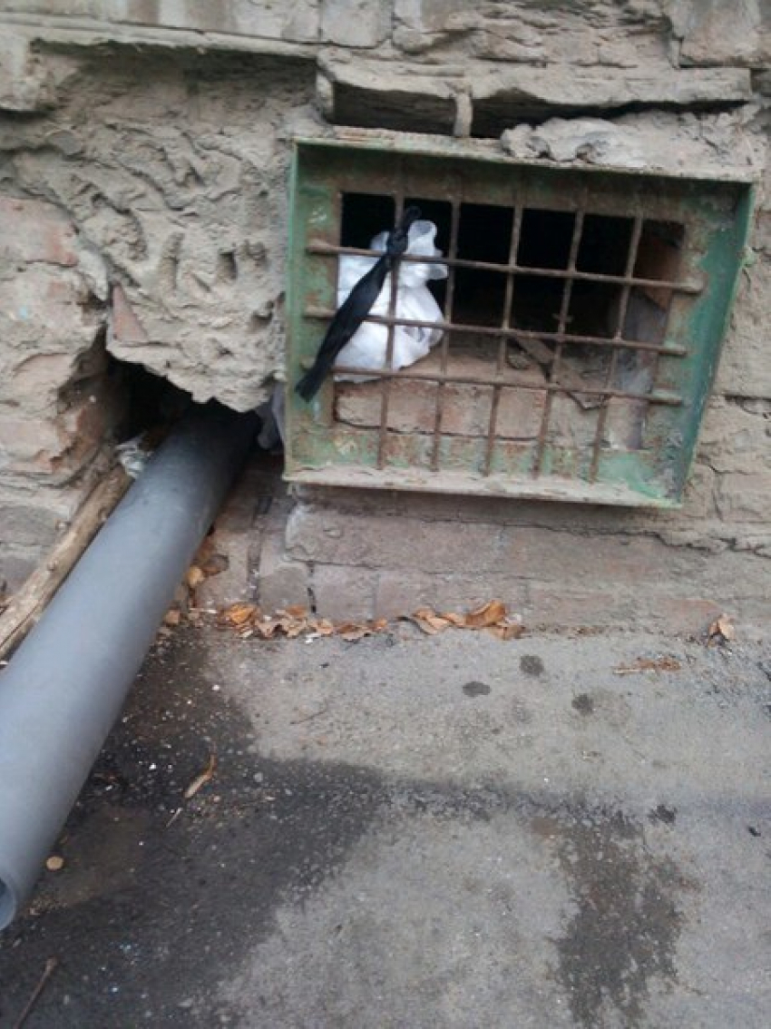 Ростовчанка два дня пытается спасти кота, провалившегося в подвал