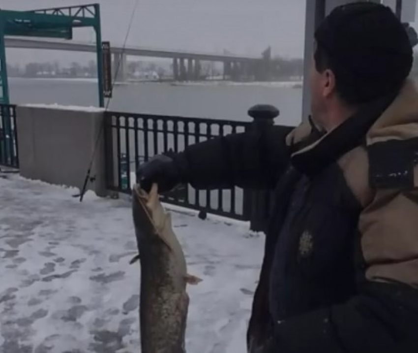 В Ростове рыбак на набережной выловил большого сома