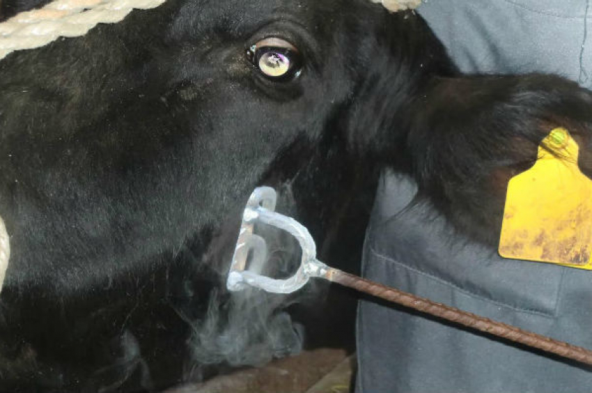 В Ростовской области метят больных животных с помощью жидкого азота