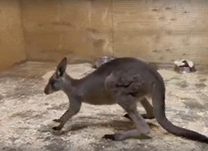 В Ростовском-на-Дону зоопарке появился серый северный кенгуру 