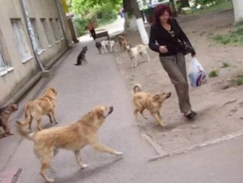 Две голодные домашние собаки пытались отгрызть ноги женщине во дворе Ростова