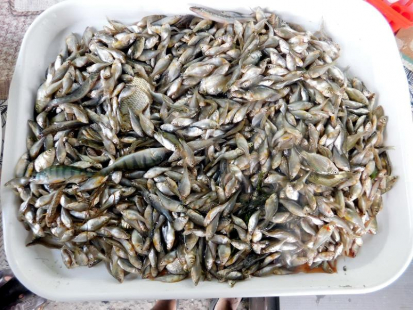 Обилие осадков в Ростовской области не повлияло на количество рыбы в Дону