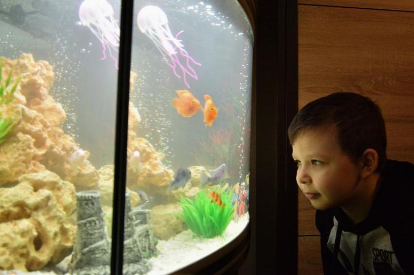Владимир Путин исполнил мечту ростовского второклассника и подарил аквариум 