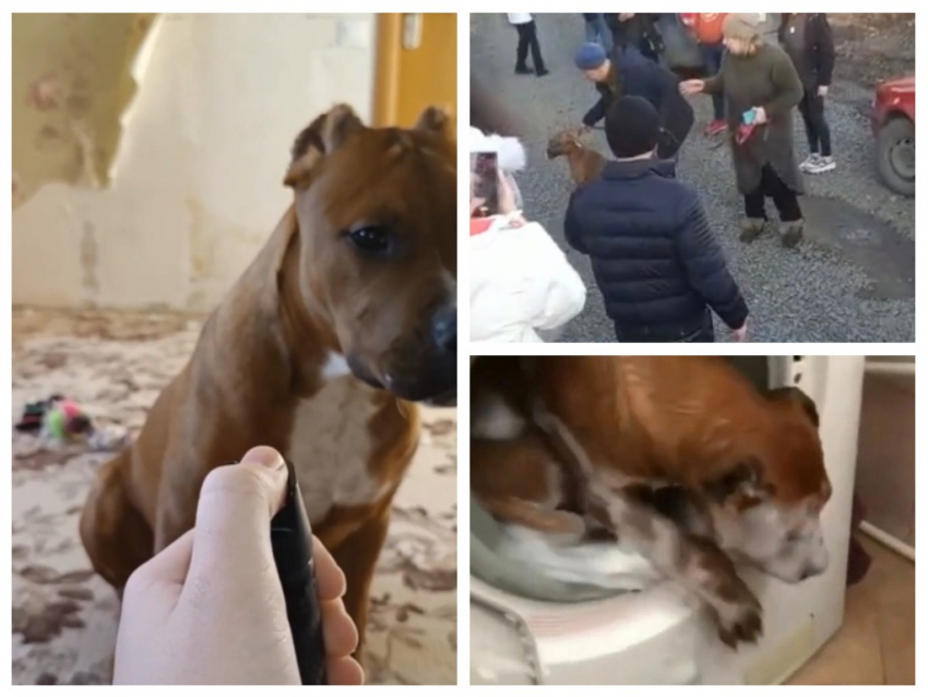 В Ростове зоозащитники спасли собаку от 14-летнего живодера