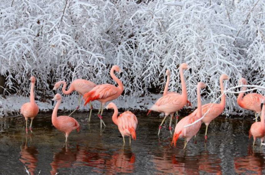 В Ростовском зоопарке появятся зимние аттракционы
