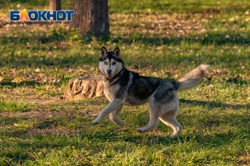 Самая теплая весна за последние 30 лет ожидается в Ростове   
