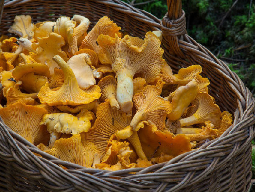 Двое жителей Ростовской области отравились грибами