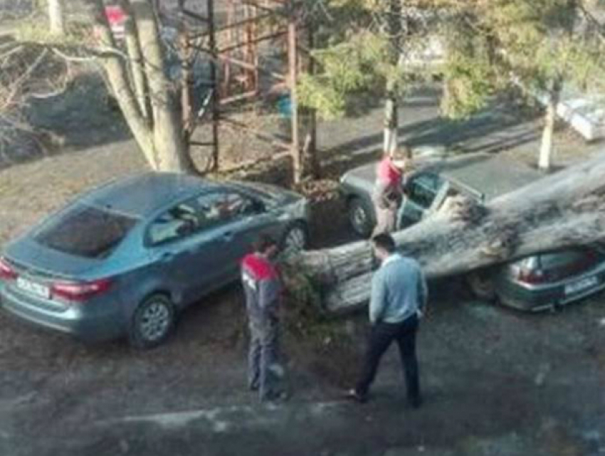 Рухнувший тополь расплющил отечественный автомобиль в Ростове
