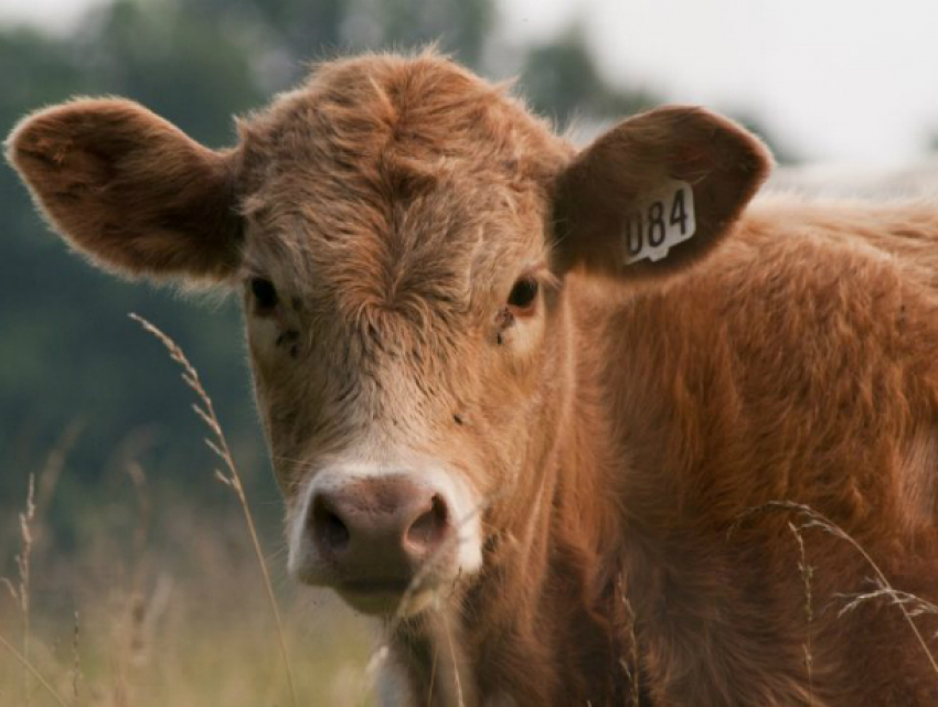 Оказавшийся «случайным» гостем в хуторе семимесячный бычок внезапно заболел бешенством в Ростовской области