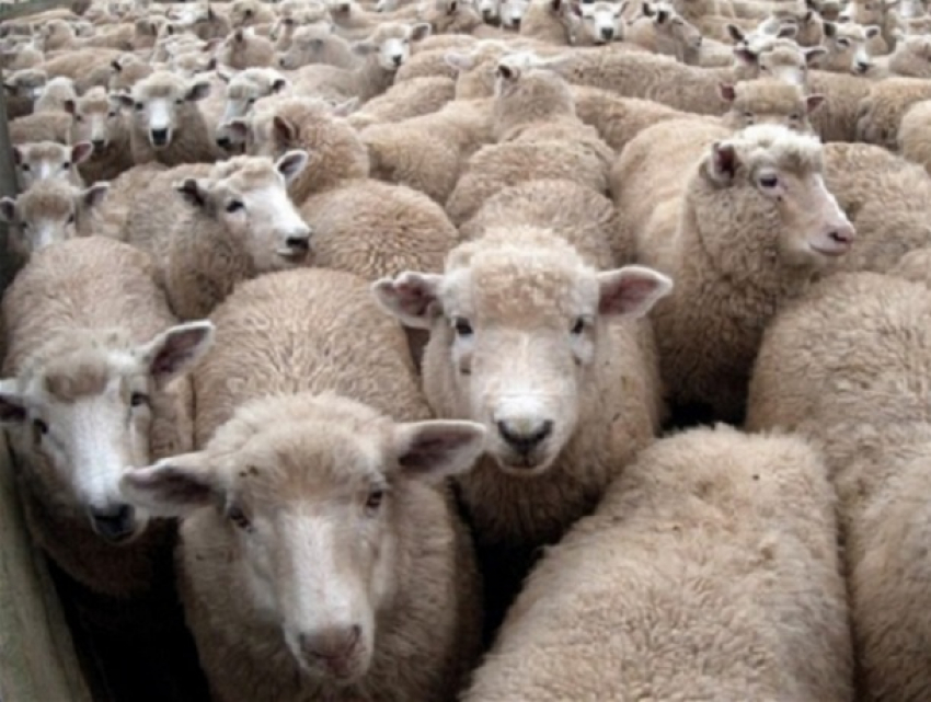 Хозяйку опасных овец наказали в Ростовской области
