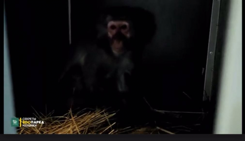 Итальянский зоопарк подарил Ростовской области опасных японских макак