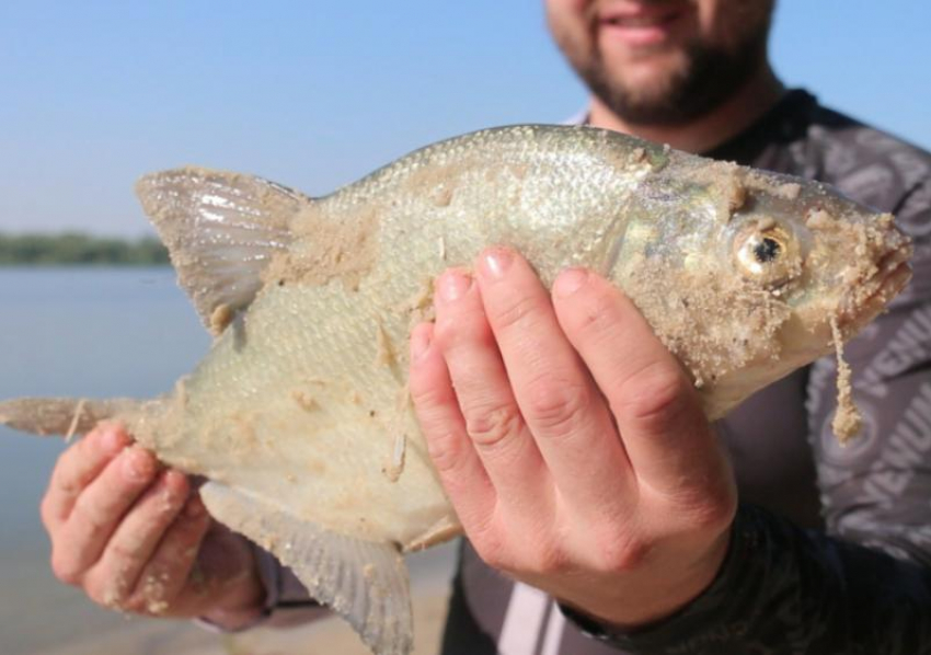 В Ростовской области с 1 мая ослабят часть нерестовых ограничений