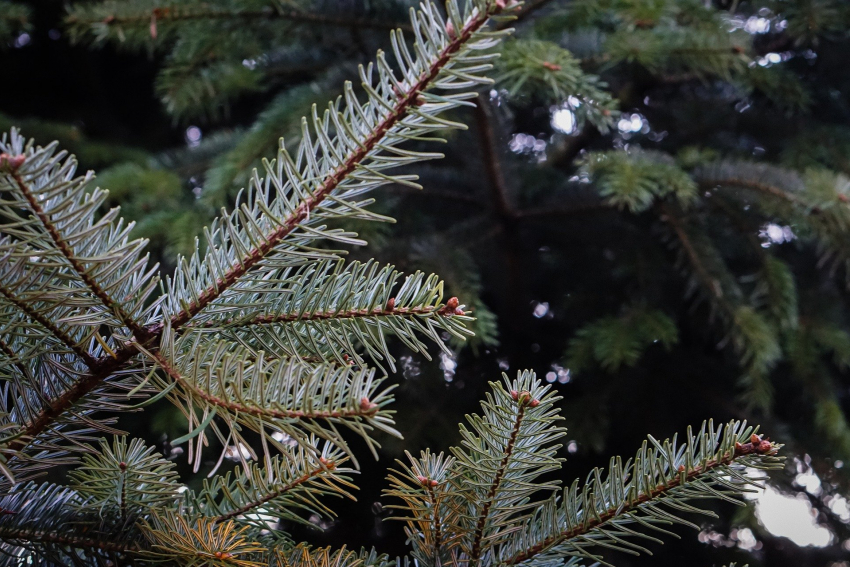 Где в Ростове купить елку к Новому году