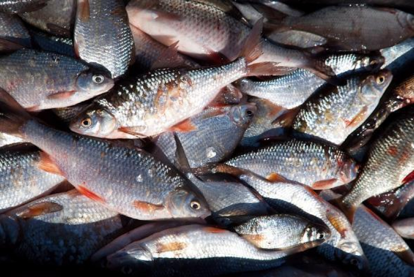 Ростовская область заняла третье место по улову рыбы
