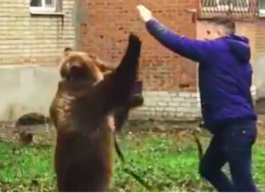 Выгуливающий медведя без намордника мужчина в Таганроге попал на видео и встревожил полицию