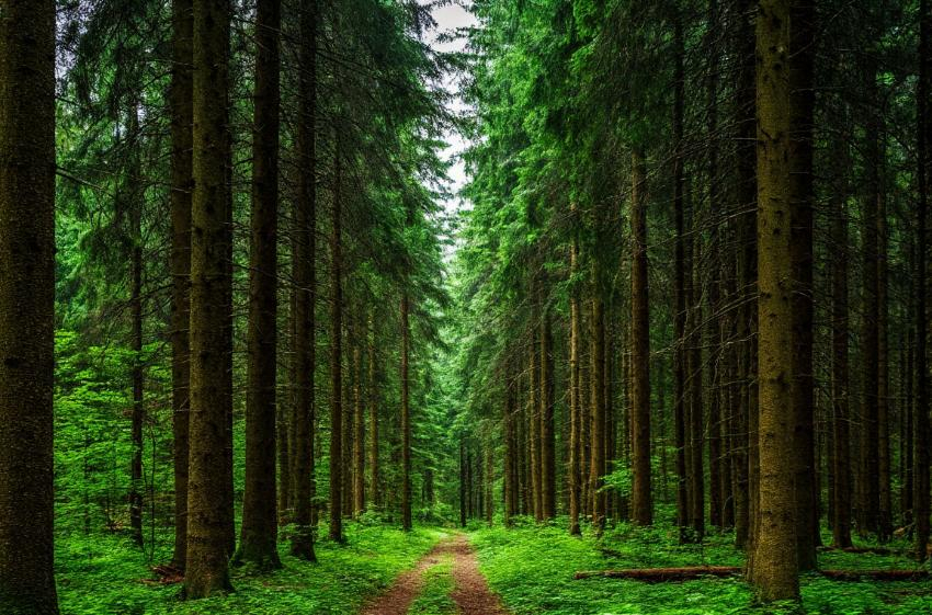 Пожароопасный сезон официально завершился в Ростовской области