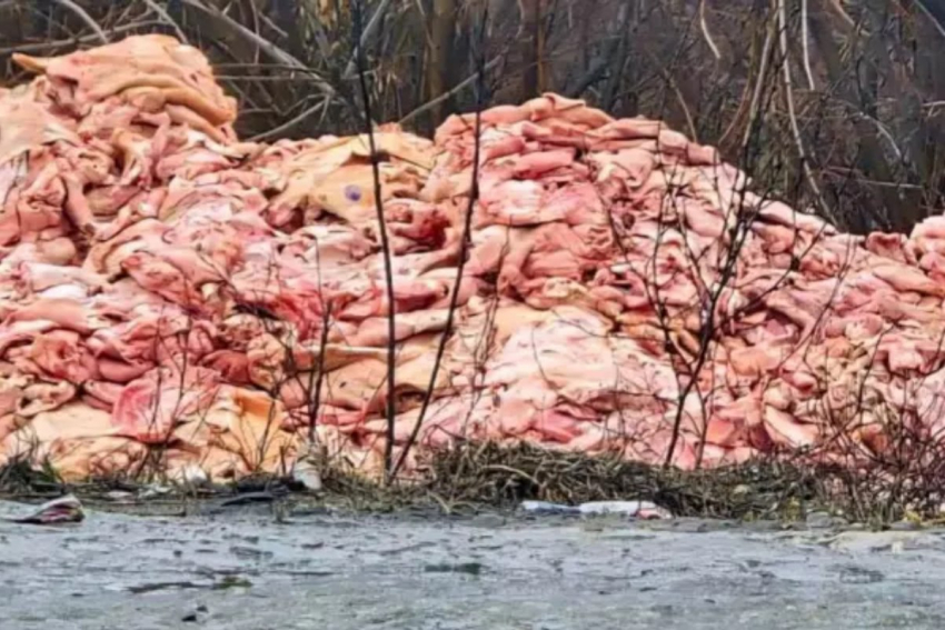 Прокуратура начала проверку после находки выброшенного сырого мяса на трассе в Ростовской области