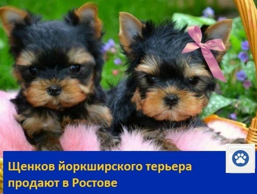 Милых щенков йоркширского терьера продают в Ростове