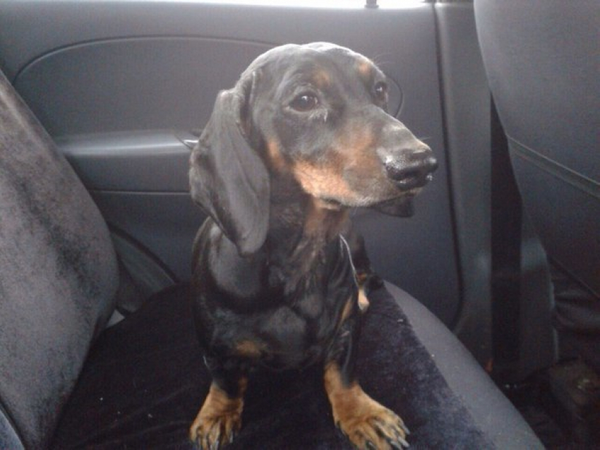 На середине дороги в Ростове найдена такса