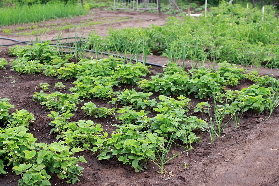 Готовим грядки для рассады: несколько полезных советов для ростовских огородников