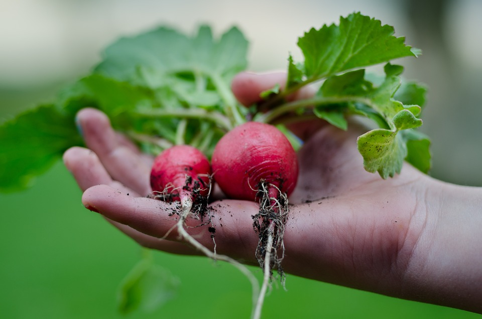 Вот ты редиска: как вырастить овощи на подоконнике без лишних затрат
