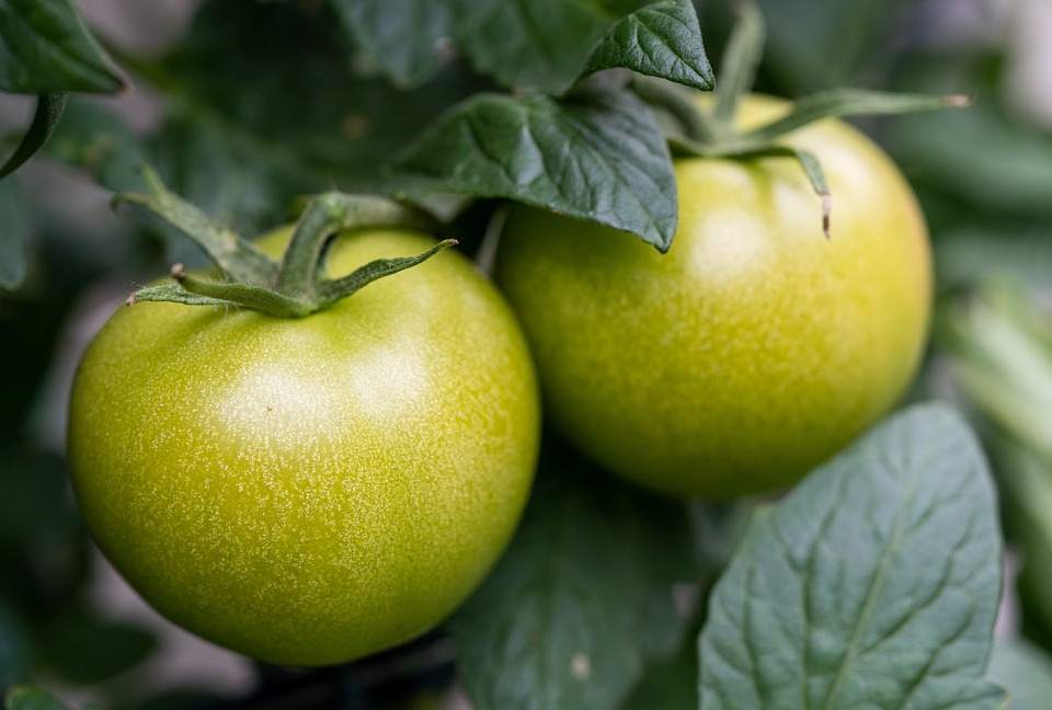 Он еще совсем зеленый: расскажем, как сохранить помидоры в зимнее время