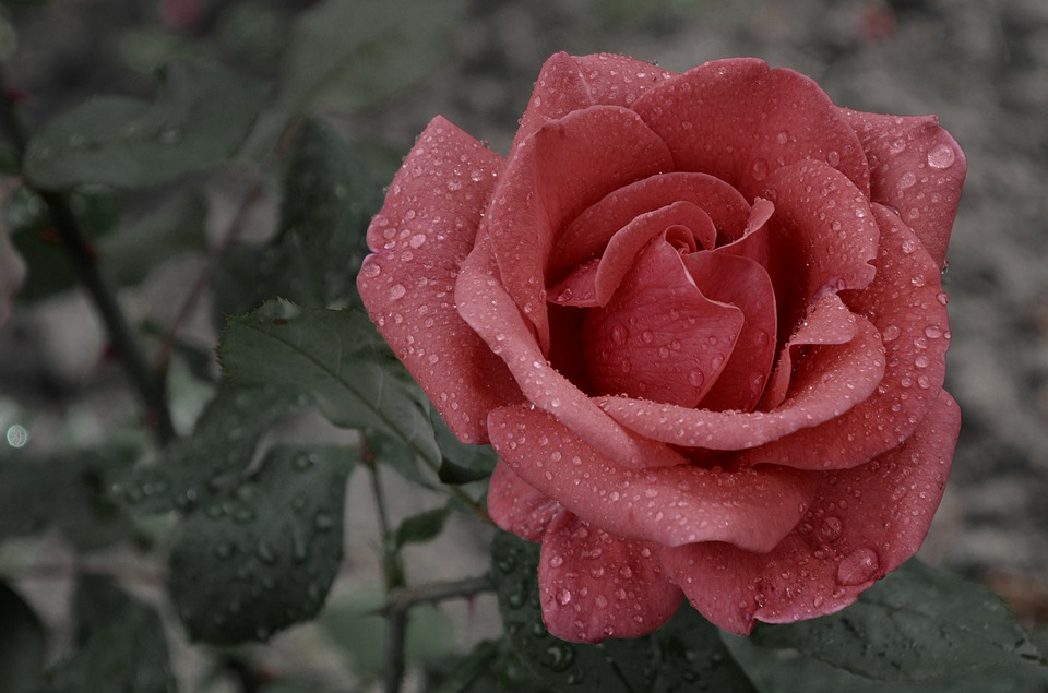 А роза упала на лапу Азора: как ростовчанам красиво оформить цветник осенью