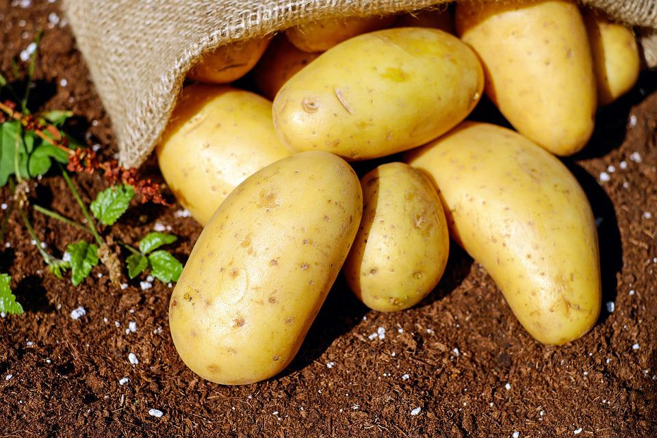 Как ростовчанам сохранить новый урожай картошки зимой