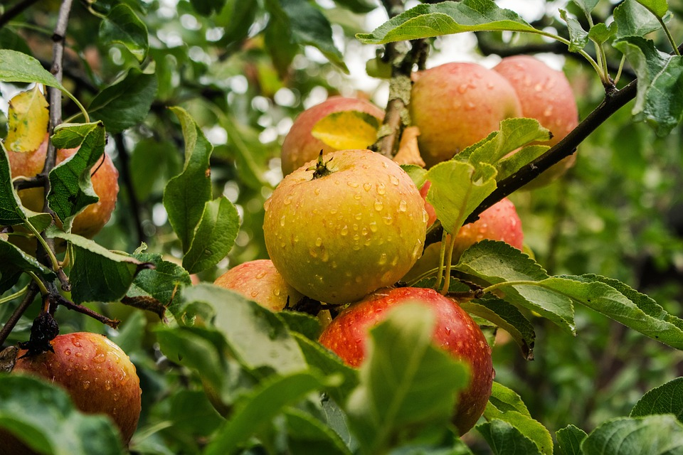 Яблонька к яблоньке: расскажем ростовчанам о правилах весенней посадки саженцев плодовых