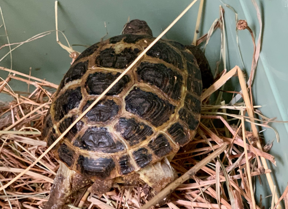 Две черепахи редкой особи переехали из Южного парка птиц «Малинки» в ростовский зоопарк