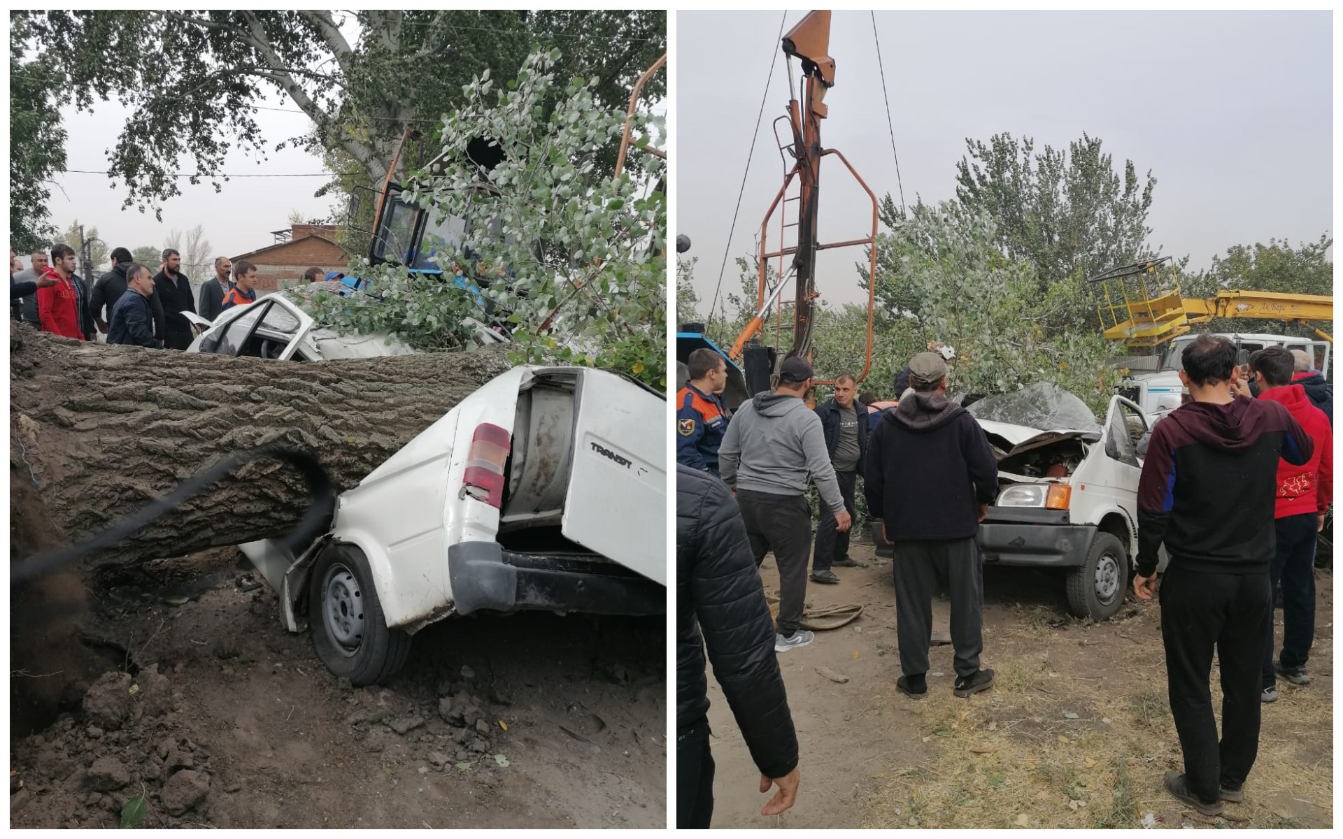 Двух человек убило упавшим деревом в Ростовской области