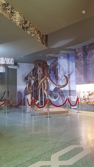 320px-Steppe_mammoth_skeleton,_Azov_Museum_(1).jpg