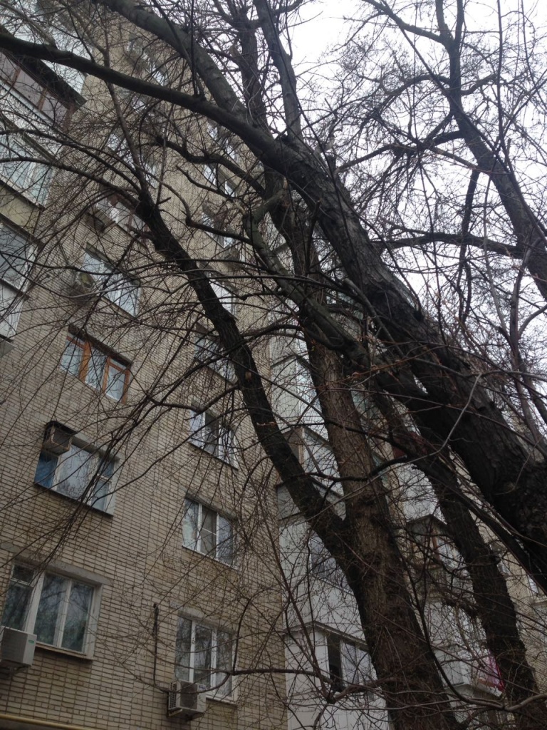 ствол2.jpg ствол2.jpg