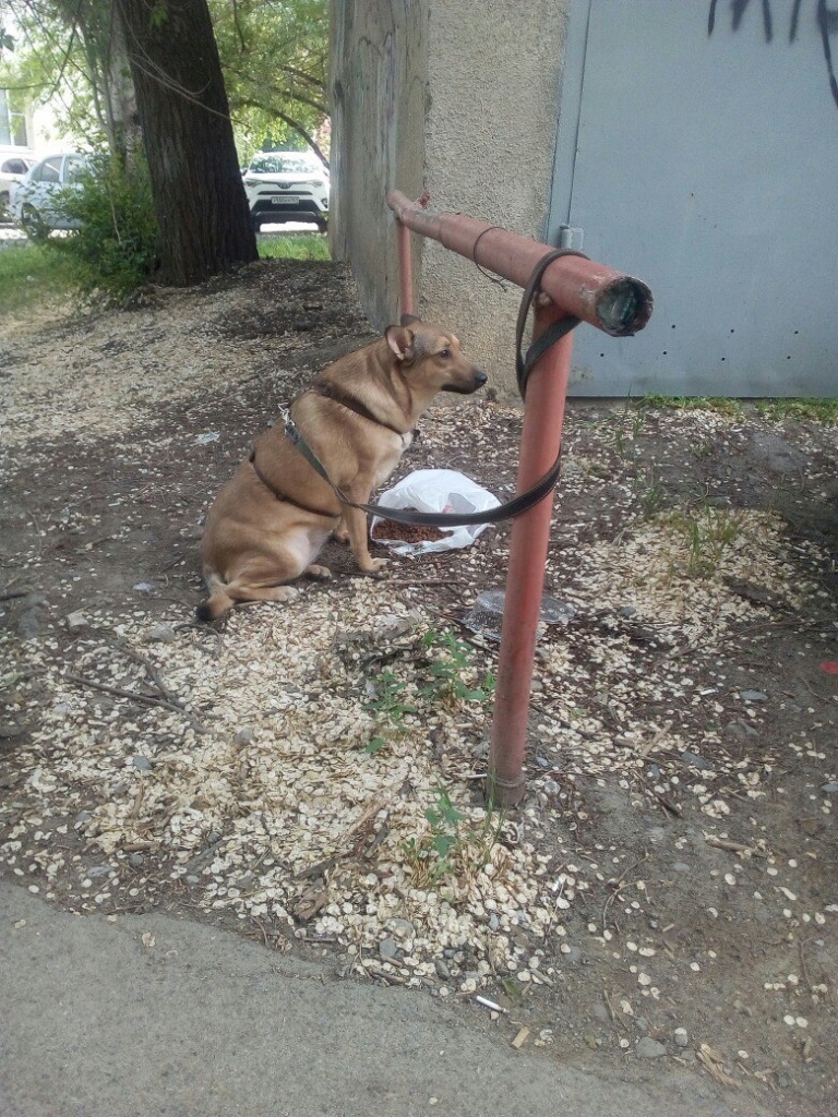 Несколько дней без еды и воды преданно ждет своего жестокого хозяина  ростовский Хатико