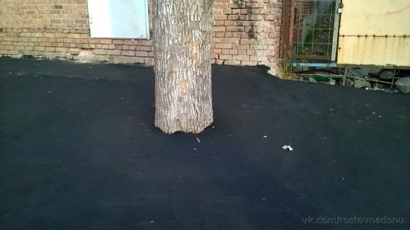 дерево3.jpg