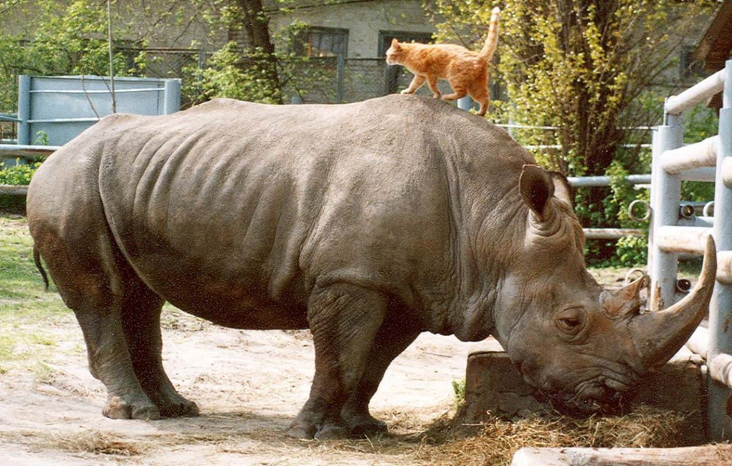 rostov_zoo_official_83068469_469976733880386_807776576515430860_n.jpg