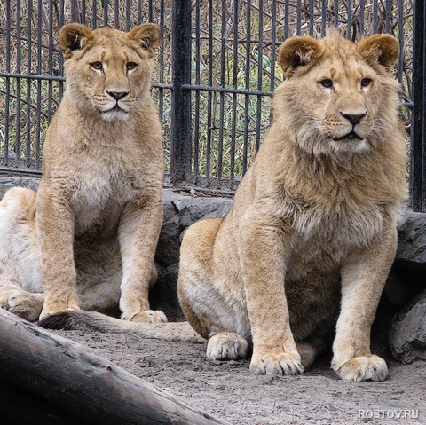 львы.jpg