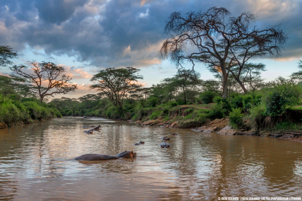 Serengeti_1200.jpg