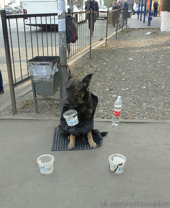 собака.jpg