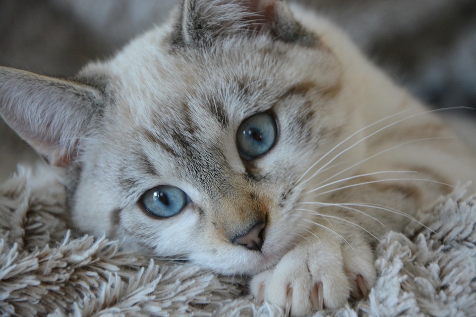 cat-2783601_960_720.jpg