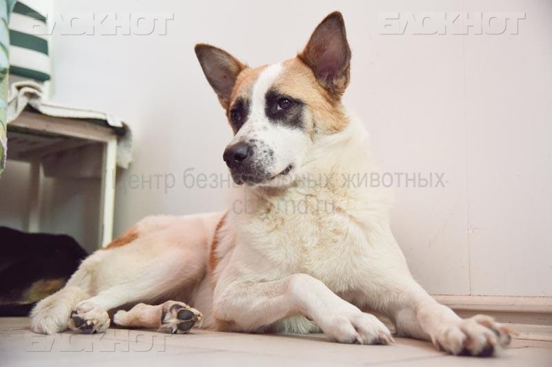 цбжсобака.jpg