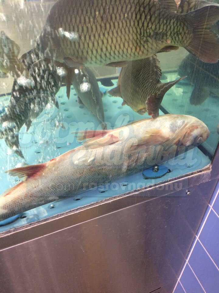 Мертвая рыба в «живом» аквариуме гипермаркета Ростова шокировала покупателей