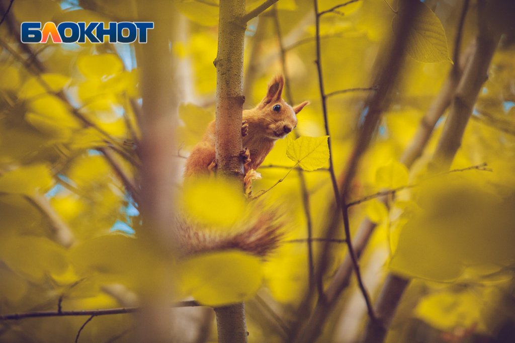 Ростовский фотограф показал яркие кадры золотой осени. Фото: Александр Прохорцев