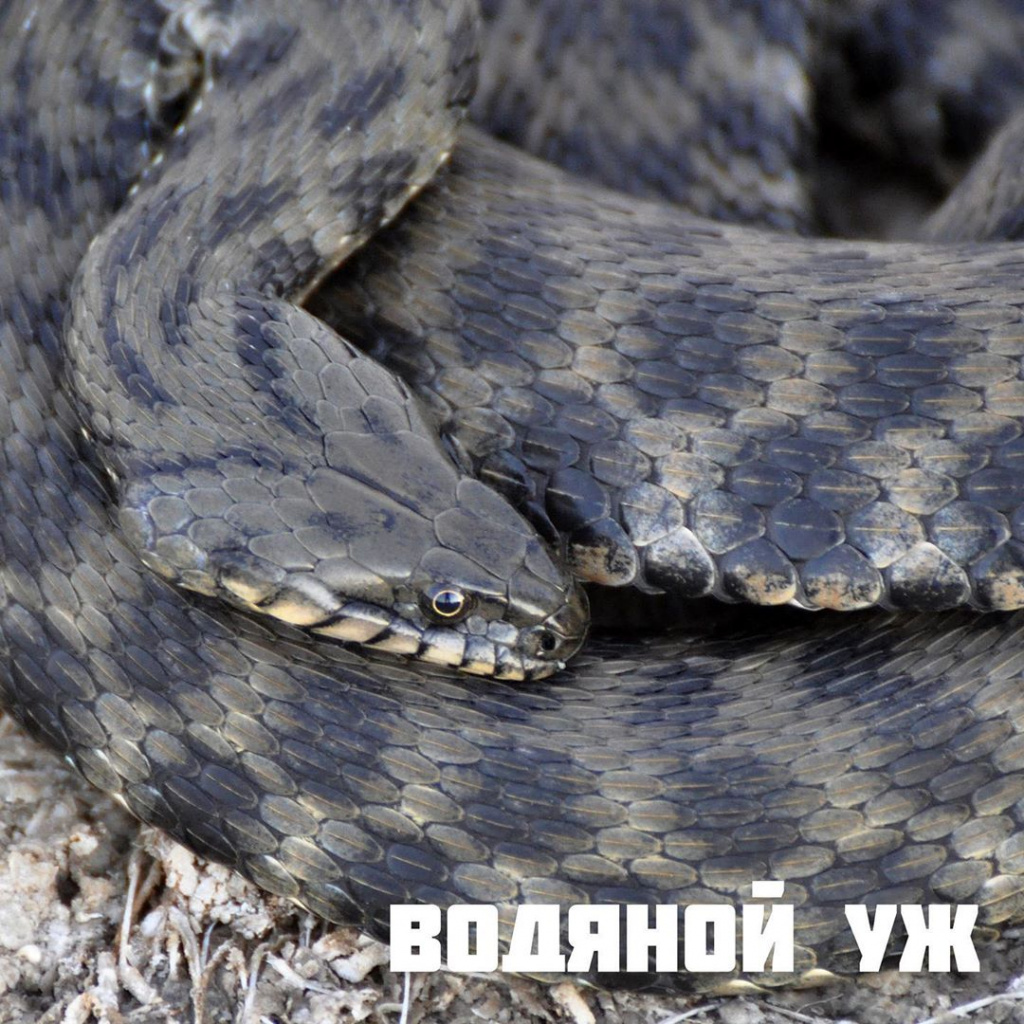 Змеи волгоградской области фото и названия